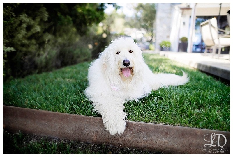gorgeous maternity photoshoot-family maternity shoot-lori dorman photography_0446.jpg